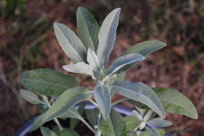 White Sage Meaning Magic And A Sacred&nbsp;Space