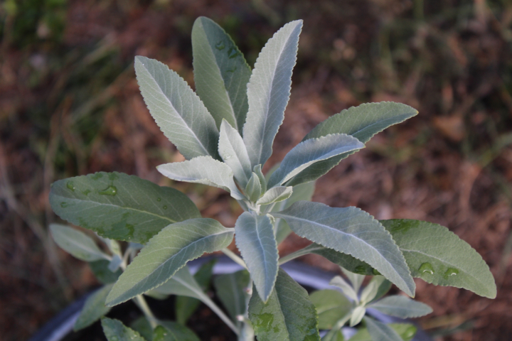 White Sage 