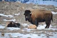 2017-01-26-02-003-mourning-bfcsesay2017800