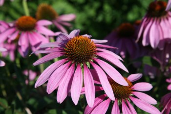 echinacea02