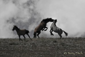 photo by Terry Fitch of Wild Horse Freedom Federation