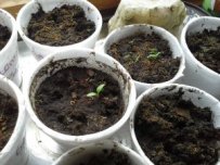 Starting seeds in recycled materials