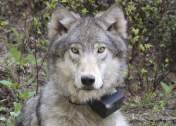 collared-wolf