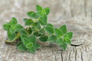 oregano-herb