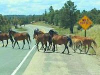 Members of the wild herd rounded up last year were photographed crossing at their designated point on the highway leading into Alto and Ruidoso.(Photo: Courtesy/Melissa Babcock)
