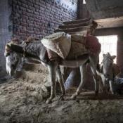 A donkey working on a construction site