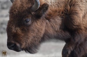 2017 03 16 01 001 RedHead BFCseay2017