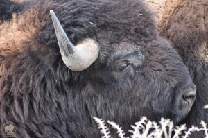 2017 03 16 01 003 YoungBull BFCseay2017