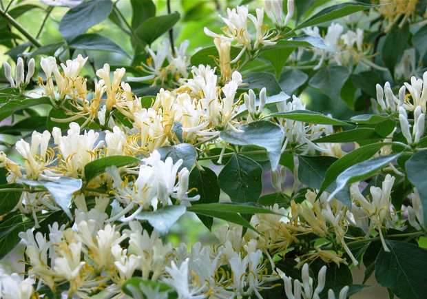 honeysuckle