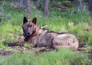 Photo of wolf in Oregon by ODFW