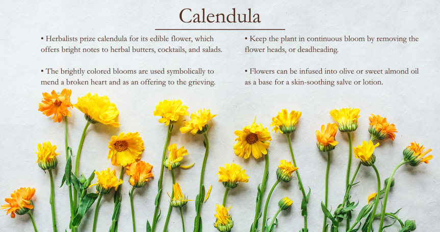 calendula TM
