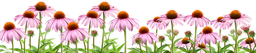 echinacea-final