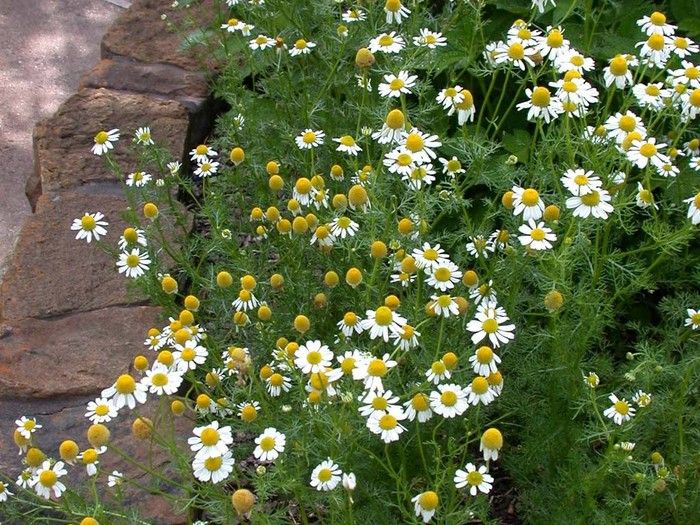 chamomile plant