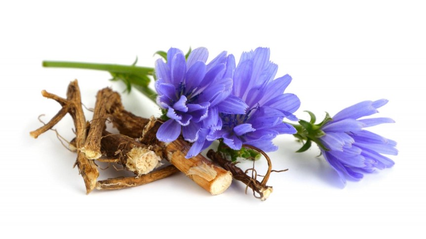 Chicory Root