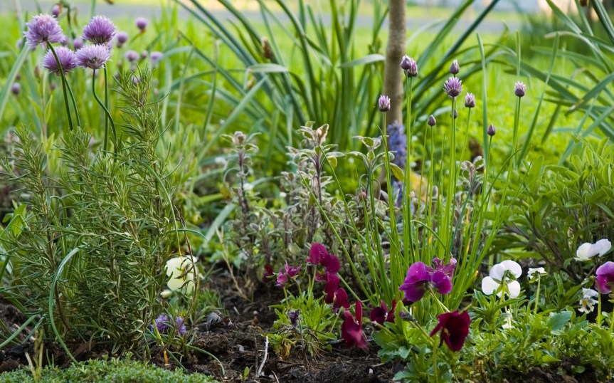 Your Medicinal Herb&nbsp;Garden