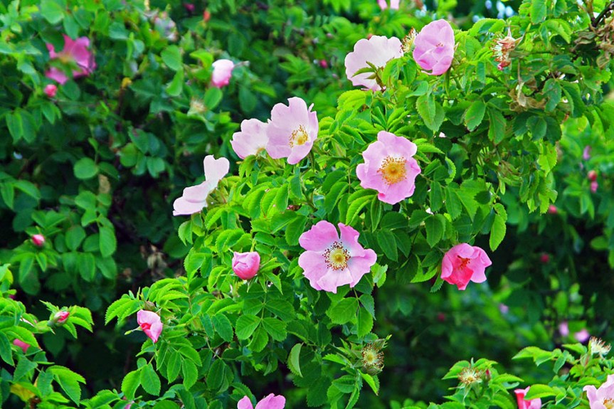 Wild Roses