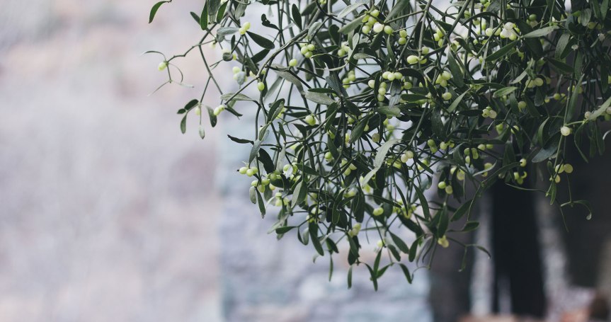 The Holly Tree {Celtic Astrology ~ July 8th ~ August&nbsp;4th}