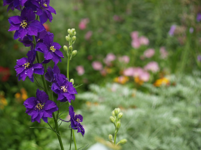 Larkspur: July Birth&nbsp;Flower