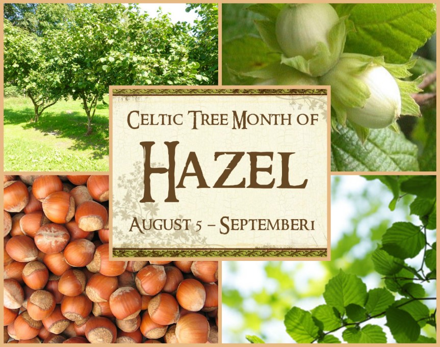 Hazel Tree: August 5 ~ September 1 {Celtic&nbsp;Astrology}