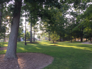 The Oak Grove in the Morning Light