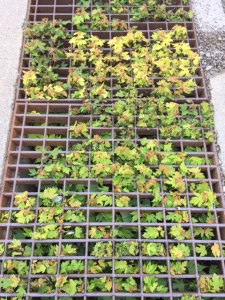 Maples growing up through grate--been there for years!