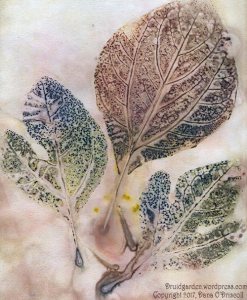 An ecoprint I made of the variety of sassafras leaves