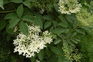 elderflower