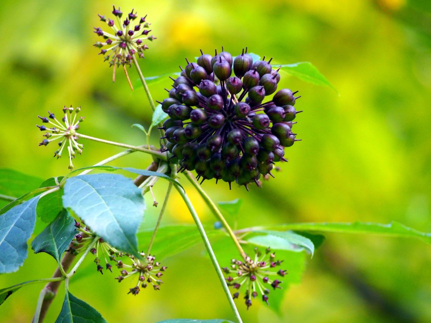 12 Potential Health Benefits Of&nbsp;Eleuthero