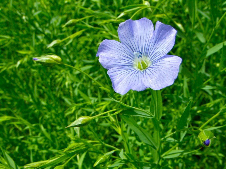 Ozark Encyclopedia – F –&nbsp;Flax