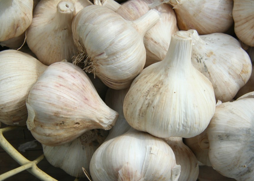 Ozark Encyclopedia – G –&nbsp;Garlic