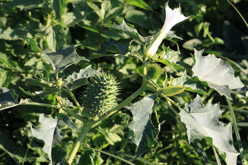 Ozark Encyclopedia – J –&nbsp;Jimsonweed