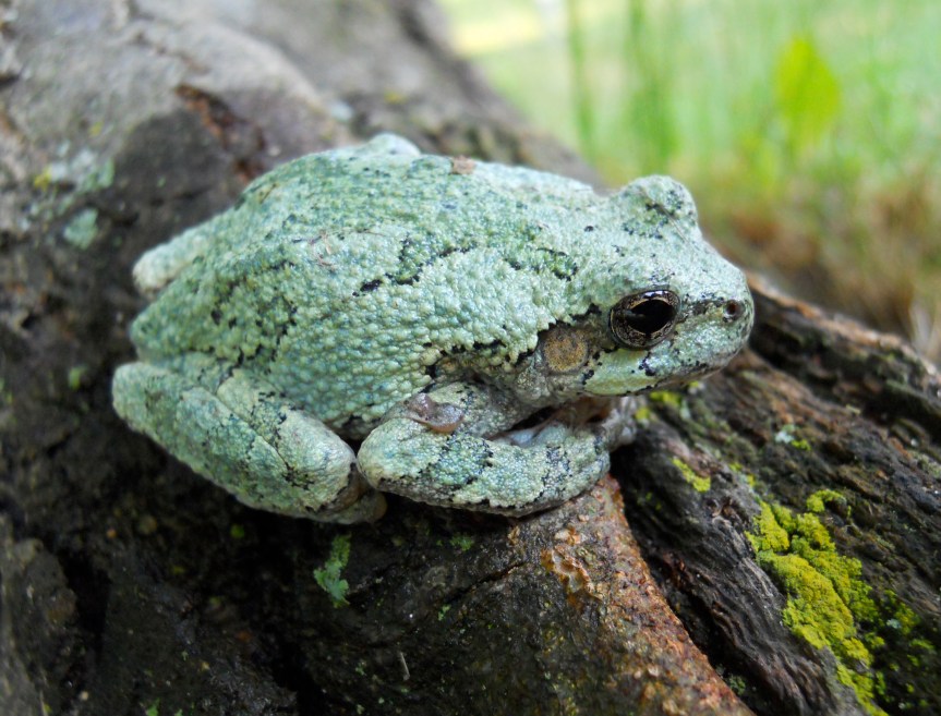 Ozark Encyclopedia – F – Frogs and&nbsp;Toads