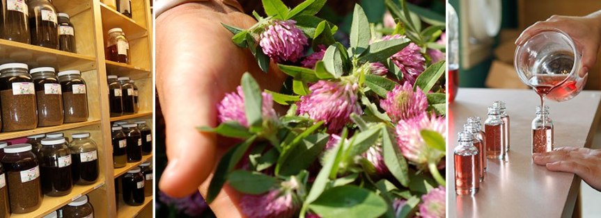 Herbs ~ Harvesting, Drying, Preserving and Storing Your&nbsp;Herbs.