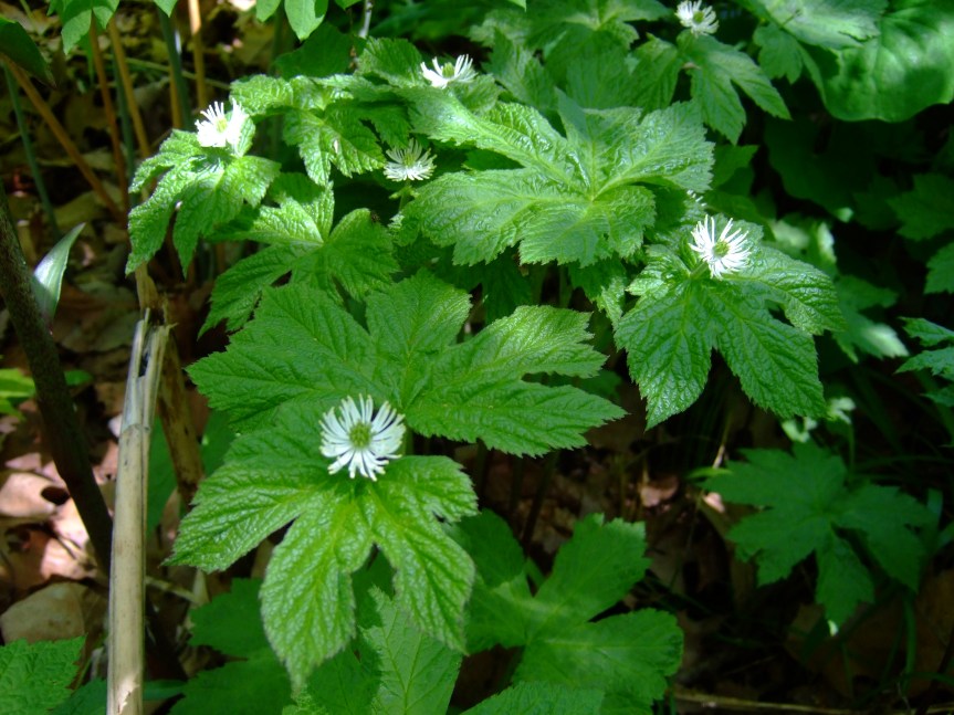 Ozark Encyclopedia – G –&nbsp;Goldenseal