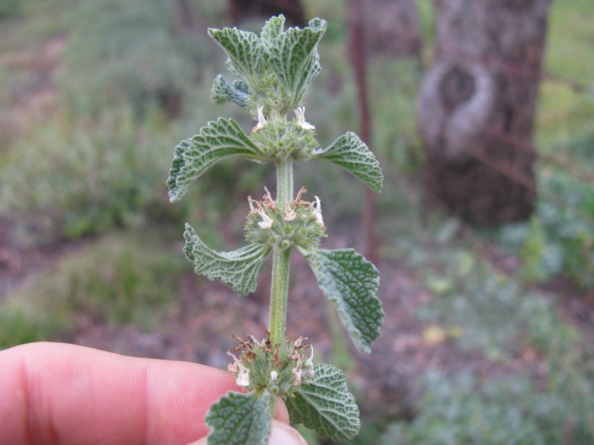 Ozark Encyclopedia – H –&nbsp;Horehound