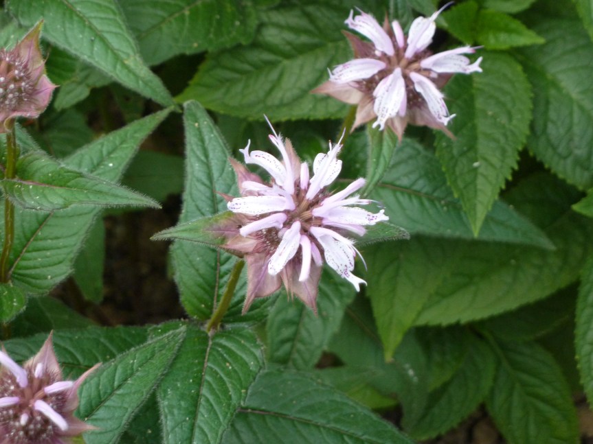 Ozark Encyclopedia – H –&nbsp;Horsemint