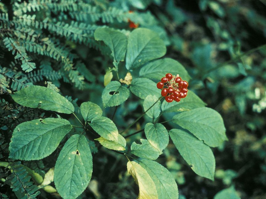Ozark Encyclopedia – G –&nbsp;Ginseng