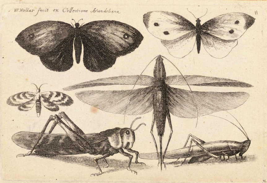 Ozark Encyclopedia – I – Insect&nbsp;Misc.