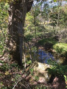 White Oak by the Creek