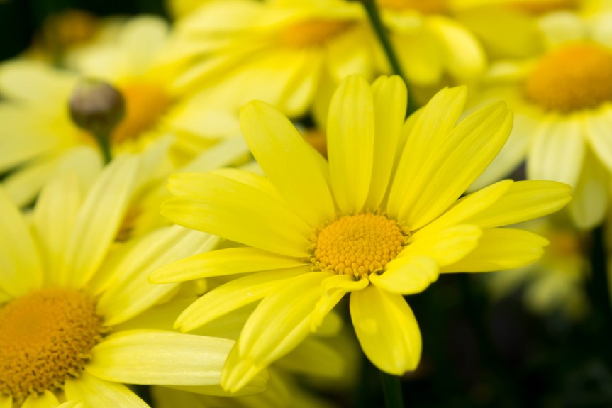 Medicinal Herbs: Arnica
