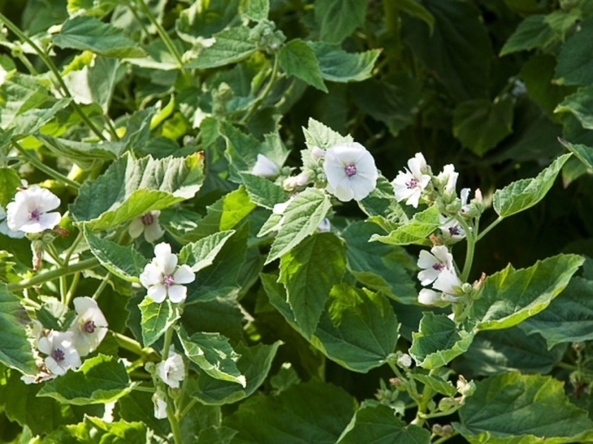 Medicinal Herb: Marshmallow