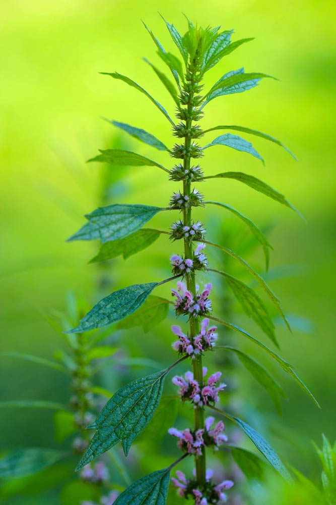 Medicinal Herb: Motherwort {Leonurus&nbsp;cardiaca}