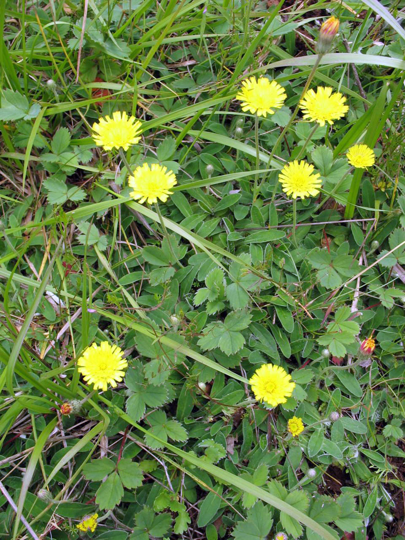 Mouse-ear  {Hieracium pilosella syn. Pilosella&nbsp;officinarum}