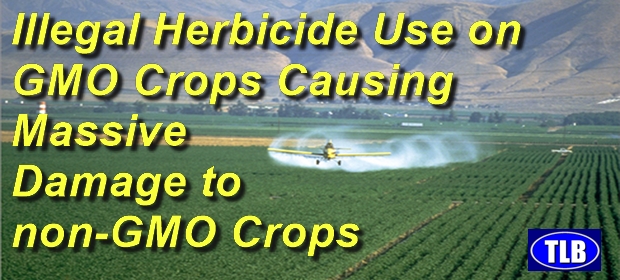 Dear Mr. Trump: here’s something you can do to defend America’s heartland: attack&nbsp;Monsanto