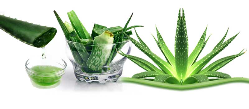 Aloe Vera Cream Delays Development of Radiation-induced Dermatitis in Patients with Head and Neck&nbsp;Cancers