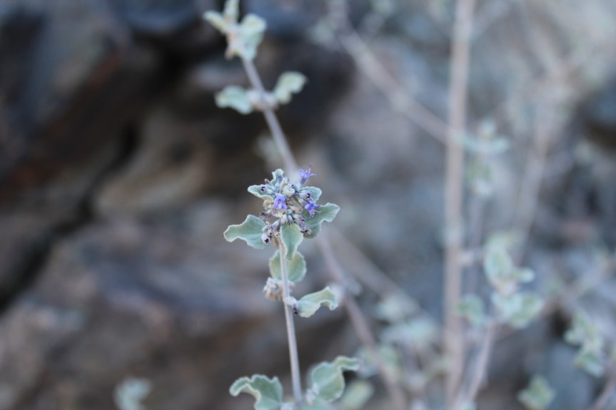 Medicinal Herb: Desert&nbsp;Lavender