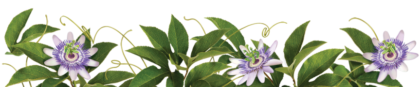 Medicinal Herb: Passiflora&nbsp;{Homeopathy}