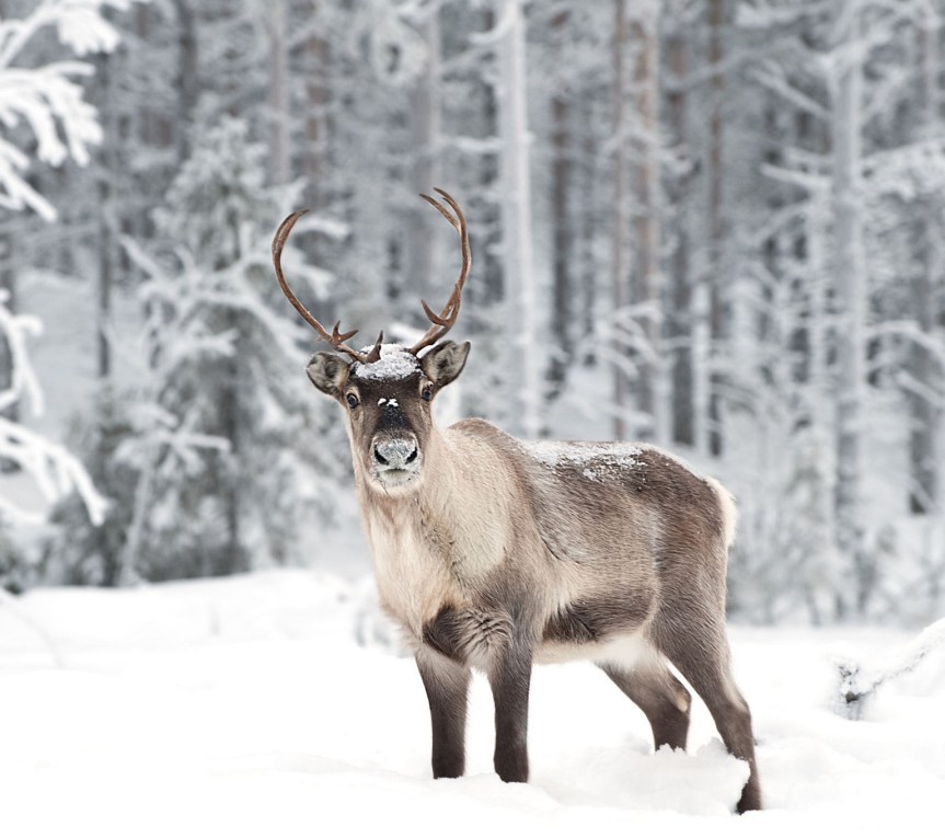 Doe, A Deer, A Female Reindeer: The Spirit of Mother&nbsp;Christmas