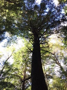 White Pine Towering in a Conifer Forest at Parker Dam State Park, PA