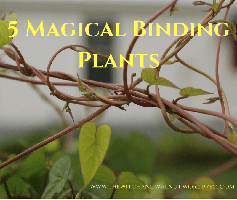 5 Magical Binding&nbsp;Plants